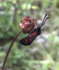Zygaena oxytropis