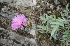 Psephellus sibiricus