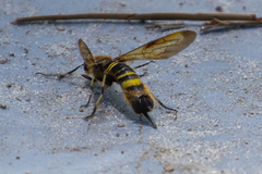 Eriotremex formosanus
