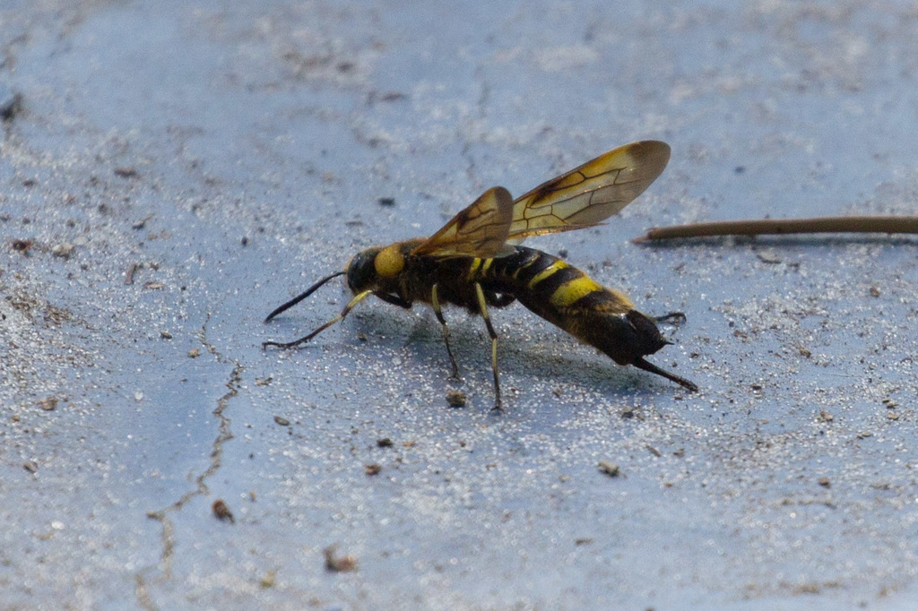 Asian Horntail