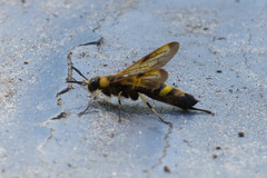 Eriotremex formosanus