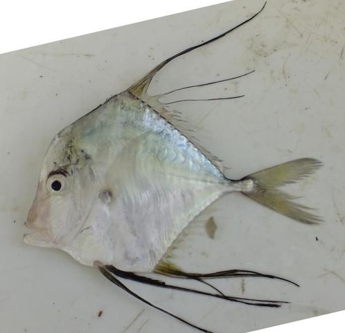 Diamond Trevally