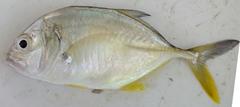Caranx