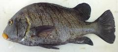 Plectorhinchus plagiodesmus