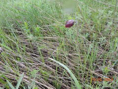 Fritillaria meleagroides