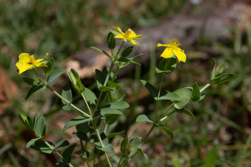 fourpetal St. Johnswort