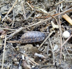 Porcellio variabilis