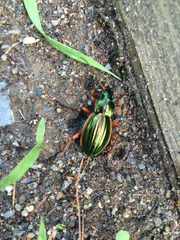 Carabus auratus
