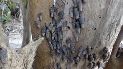 Cerithidea decollata