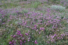 Astragalus subuliformis