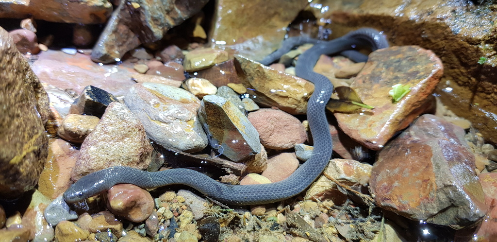 Olive Mountain Keelback