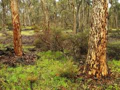 Eucalyptus accedens