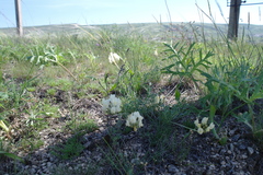 Astragalus glaucus