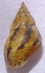 Littoraria intermedia