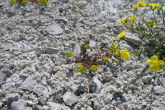 Euphorbia petrophila