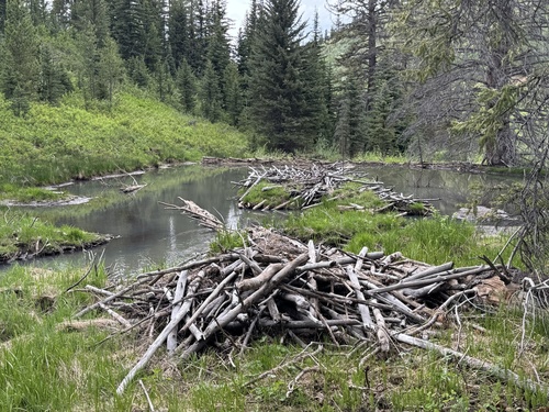 American Beaver photographed in Utah