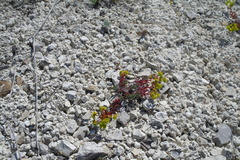 Euphorbia petrophila