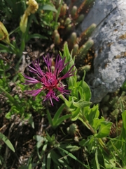 Centaurea montana