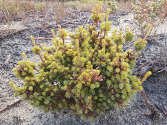 Brachyloma ericoides