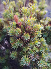 Brachyloma ericoides