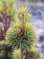 Brachyloma ericoides