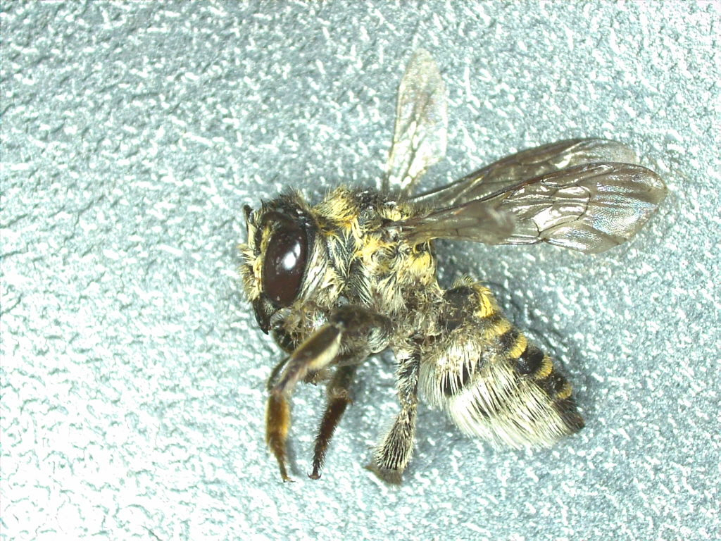 Megachile deceptrix