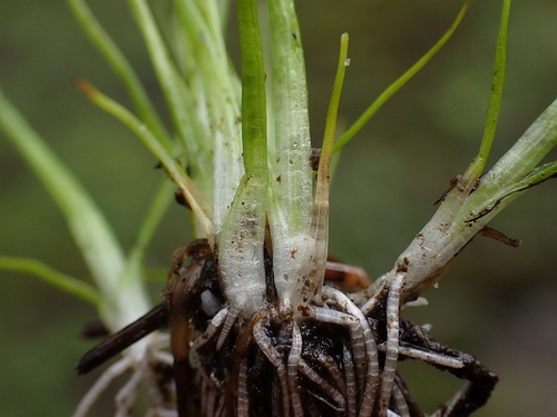 Eriocaulon kiusianum iNat (1)