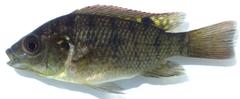 Oreochromis placidus