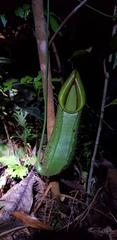 Nepenthes hirsuta