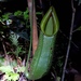 Nepenthes hirsuta - Photo (c) Amaël Borzée, some rights reserved (CC BY-NC), uploaded by Amaël Borzée