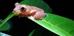 Rhacophorus pardalis