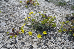 Linum pallasianum