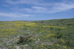 Linum pallasianum