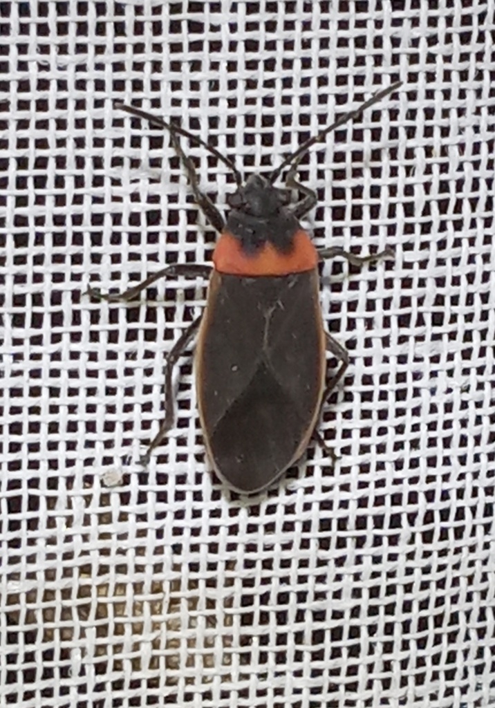 Ochrimnus neothoracicus