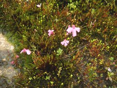 Utricularia multifida