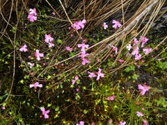Utricularia multifida