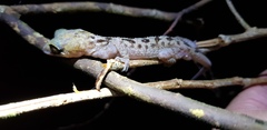 Cyrtodactylus pubisulcus