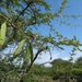 Acacia etbaica