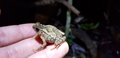 Ingerophrynus divergens