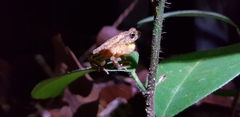 Ingerophrynus divergens