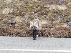 Vulpes vulpes cascadensis