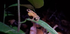 Ingerophrynus divergens