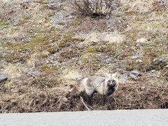 Vulpes vulpes cascadensis