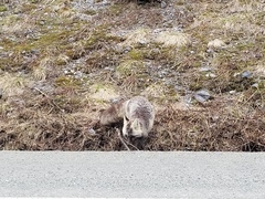 Vulpes vulpes cascadensis