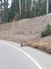 Vulpes vulpes cascadensis