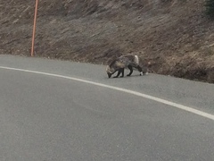 Vulpes vulpes cascadensis