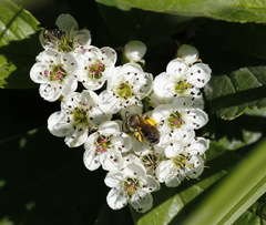 Crataegus chlorosarca