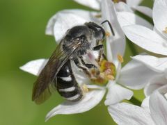 Lasioglossum sexnotatum