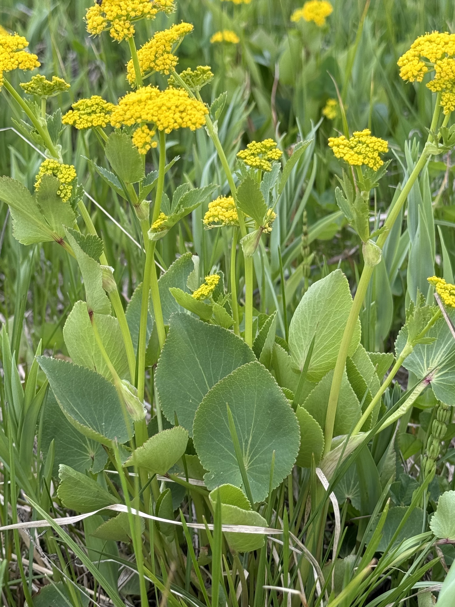 Zizia aptera