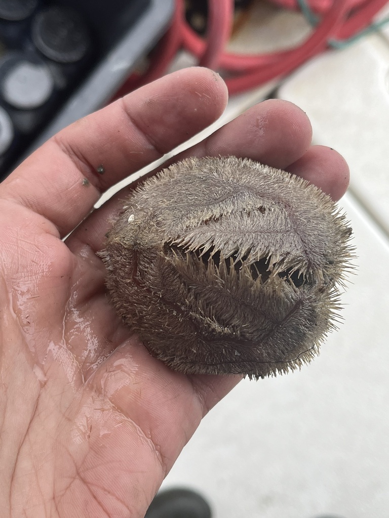 delicate heart sea urchin